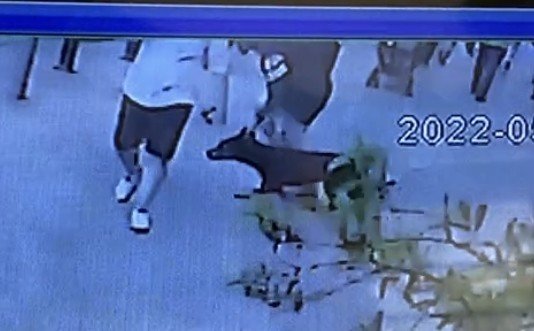 Fatih’te Köpeğe Eziyet Eden Kişiye Linç Girişimi