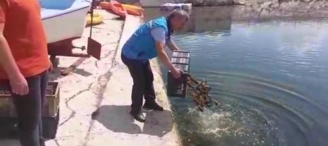 Isparta’da 500 Kilogram Canlı Kerevit Ele Geçirildi
