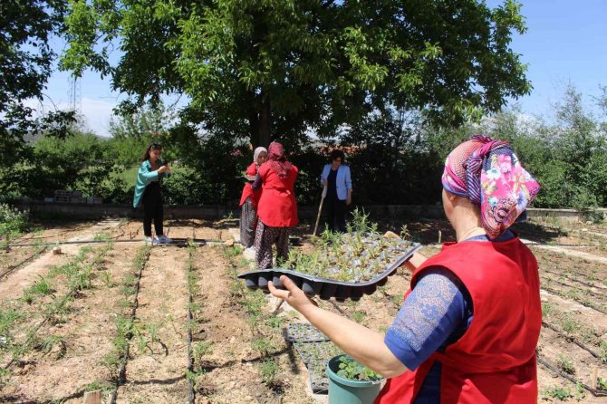 Korkuteli’nde Kadınlar Tıbbi Ve Aromatik Bitki Yetiştirecek