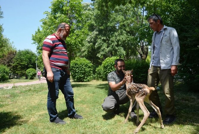 Köpeklerin Saldırısına Uğrayan Kızıl Geyik Yavrusu Tedavi Altına Alındı