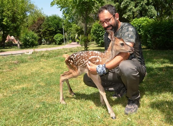 Köpeklerin Saldırısına Uğrayan Kızıl Geyik Yavrusu Tedavi Altına Alındı