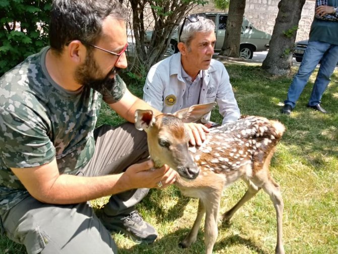 Köpeklerin Saldırısına Uğrayan Kızıl Geyik Yavrusu Tedavi Altına Alındı