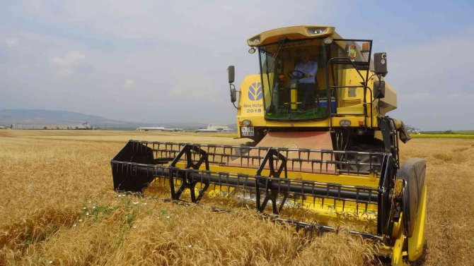 Vali Kolları Sıvadı, Tarlaya Girip Biçerdöverle Buğday Hasadı Yaptı