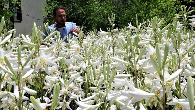 Tokat’ta, Akzambak Hasadı Başladı
