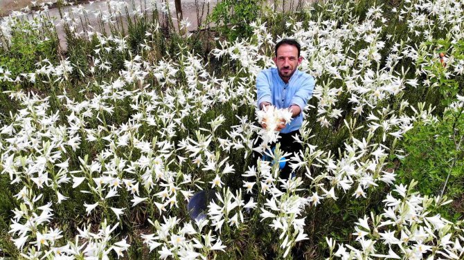 Tokat’ta, Akzambak Hasadı Başladı