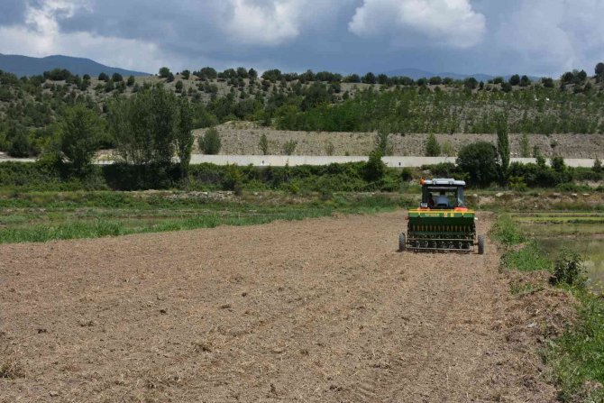 ’Tosya Pirinci’ Damlama Sulama Yöntemi İle Yetişecek