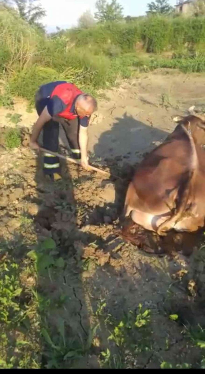 Balçığa Saplanan İneği İtfaiye Ekipleri Kurtardı