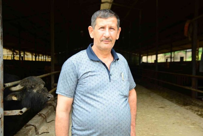 Manda Sütündeki Verimlilik İnekleri Solladı