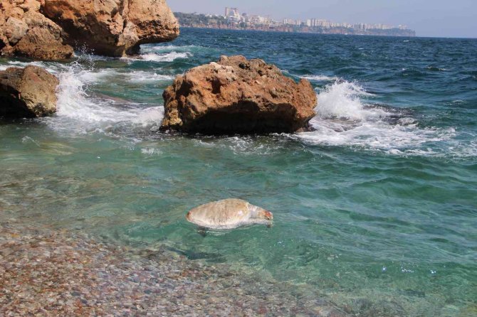 Su Sporları Araçlarına, Caretta Caretta Uyarısı