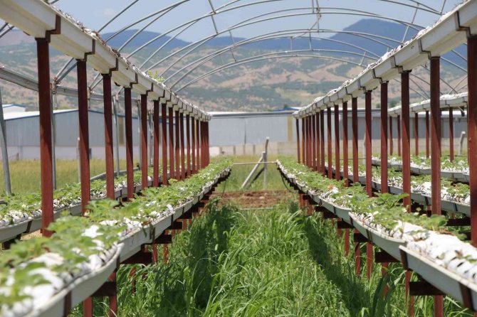 Devlet Desteğiyle Çilek Bahçesi Kurdu, Hedefini 24 Tona Çıkardı