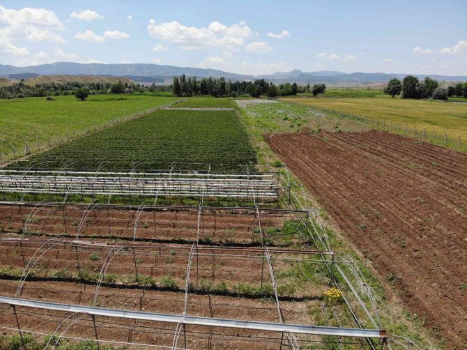 Devlet Desteğiyle Çilek Bahçesi Kurdu, Hedefini 24 Tona Çıkardı