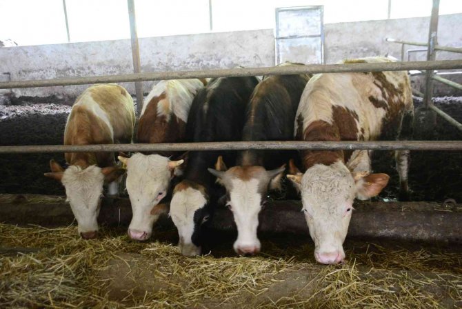 Manda Sütündeki Verimlilik İnekleri Solladı