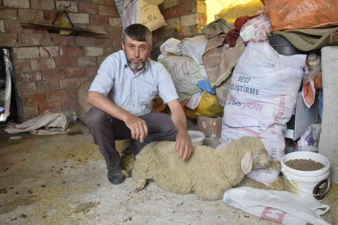 Burdur’da Sokak Köpekleri Koyunlara Saldırdı, Vatandaş İsyan Etti