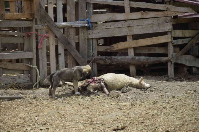 Burdur’da Sokak Köpekleri Koyunlara Saldırdı, Vatandaş İsyan Etti