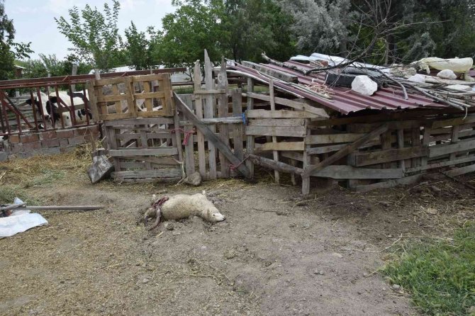 Burdur’da Sokak Köpekleri Koyunlara Saldırdı, Vatandaş İsyan Etti