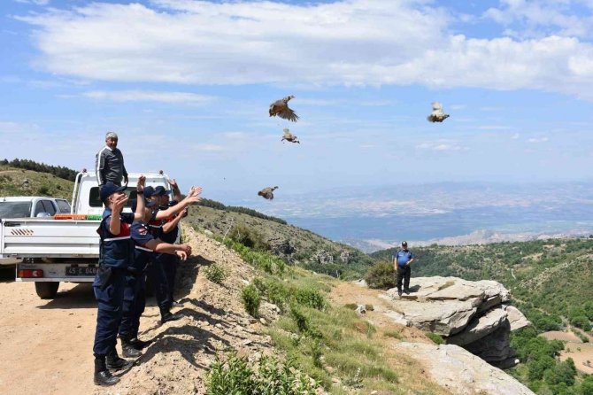 Manisa’da 250 Kınalı Keklik Doğaya Salındı