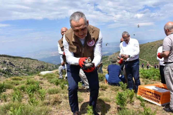 Manisa’da 250 Kınalı Keklik Doğaya Salındı