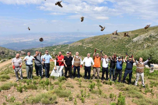 Manisa’da 250 Kınalı Keklik Doğaya Salındı