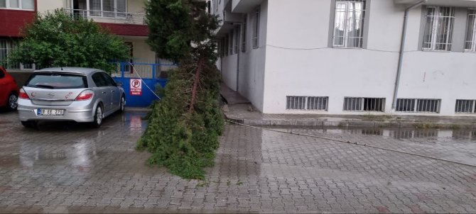 Şiddetli Rüzgar Ağaçları Devirdi, Elektrik Tellerini Kopardı