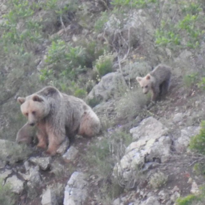Yavrularını Emziren Anne Ayı Kameralara Takıldı
