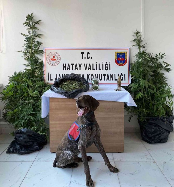 Hatay’da Uyuşturucu Operasyonu