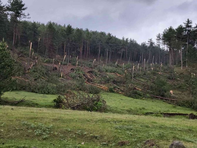 Kütahya’da Hortum Paniği: 80’e Yakın Ağaç Devrildi