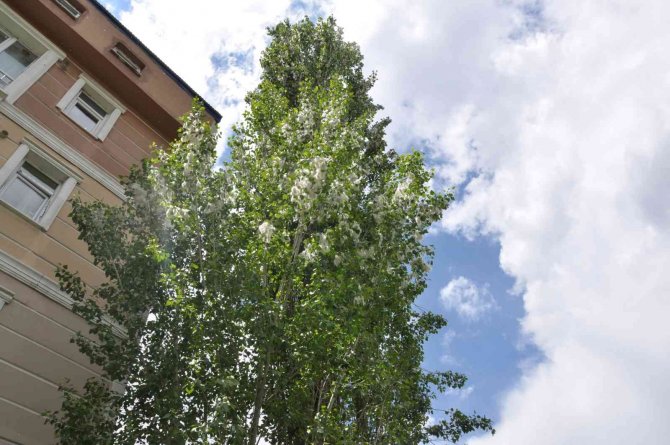 Kars’ta Polenli Ağaçlar Vatandaşları Bıktırdı