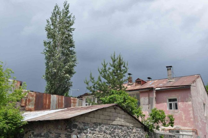 Kars’ta Polenli Ağaçlar Vatandaşları Bıktırdı