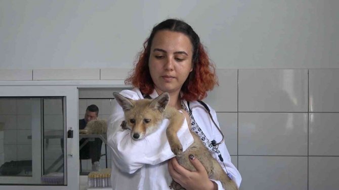 Annesiz Kalan Sevimli Tilki Ölmek Üzereyken Bulundu