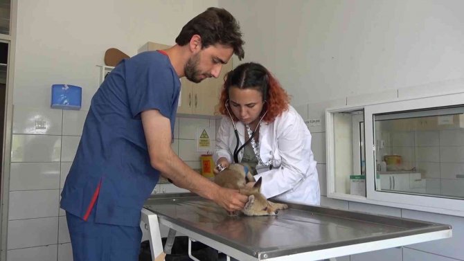 Annesiz Kalan Sevimli Tilki Ölmek Üzereyken Bulundu