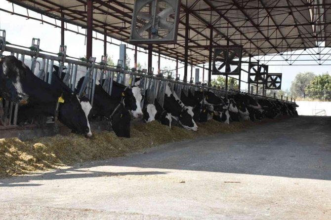 Seydikemer Süt Sığırcılığı Organize Sanayi Bölgesi Onaylandı