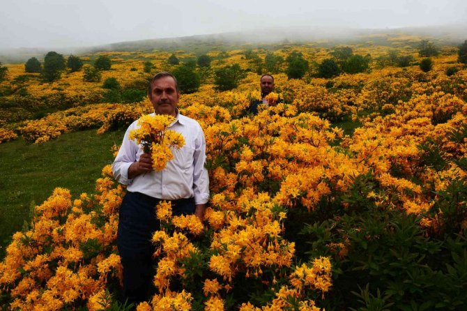 Orman Gülleri Açtı, Yaylalar Sarıya Boyandı