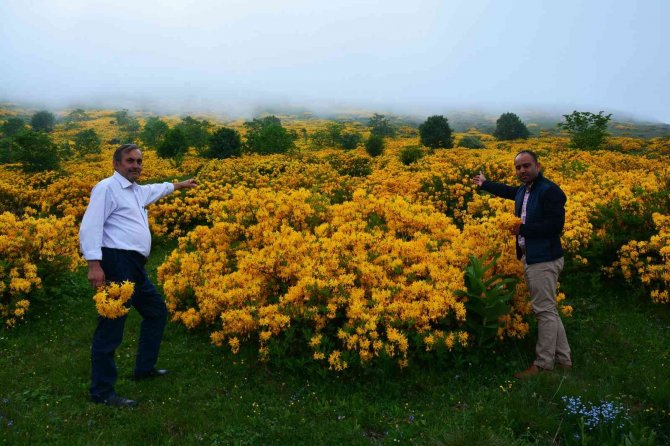 Orman Gülleri Açtı, Yaylalar Sarıya Boyandı