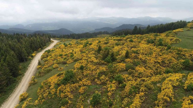 Orman Gülleri Açtı, Yaylalar Sarıya Boyandı