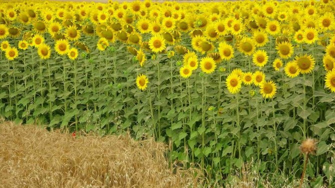 Çiçek Açan Ayçiçeği Tarlaları Görsel Şölen Sundu
