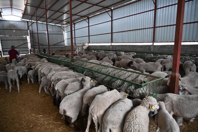 Devlet Desteğiyle 100 Koyunluk Sürü Sahibi Oldu