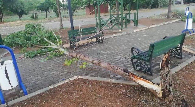 Uşak’ta Şiddetli Fırtına Parktaki Ağaçları Devirdi