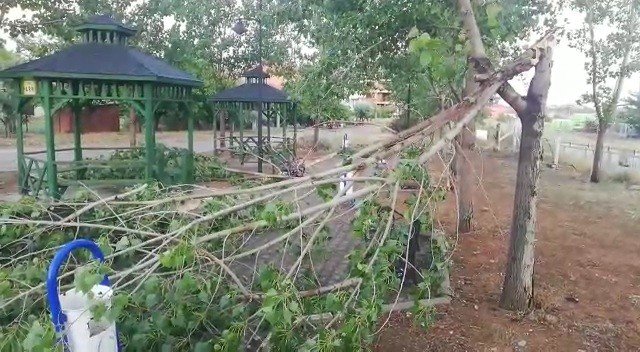 Uşak’ta Şiddetli Fırtına Parktaki Ağaçları Devirdi