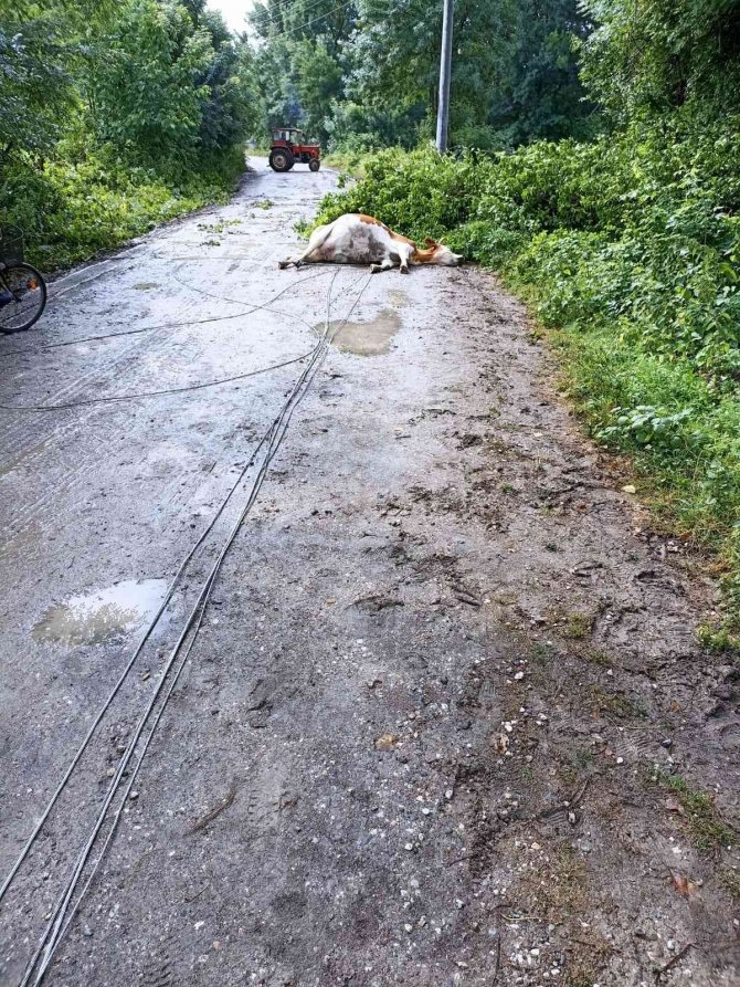 Rüzgar Elektrik Tellerini Kopardı, Akıma Kapılan 3 İnek Telef Oldu