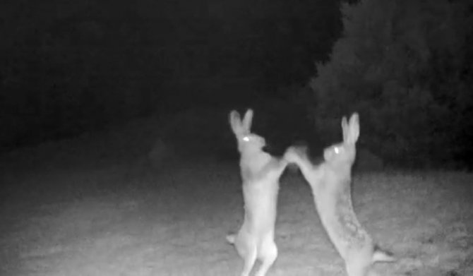 Artvin’de Tavşanların Tatlı Sert Kavgası Fotokapana Yakalandı