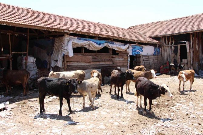 1,3 Tonluk Kurbanlık Boğa 80 Bin Liradan Satışa Çıktı