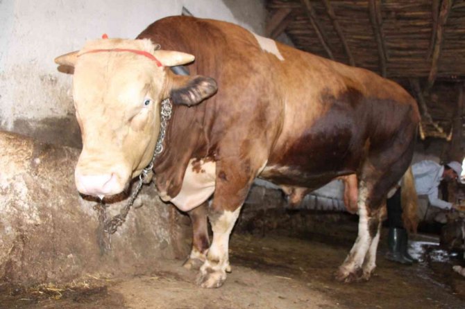 1,3 Tonluk Kurbanlık Boğa 80 Bin Liradan Satışa Çıktı