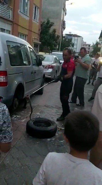 Araca Giren Yılan Zor Anlar Yaşattı