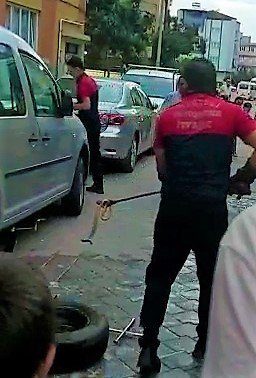 Araca Giren Yılan Zor Anlar Yaşattı