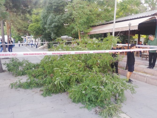 Fırtına Ağacı Devirdi: 1 Yaralı