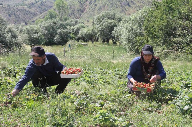 Davul Klarnet Eşliğinde Çilek Hasadı Başladı