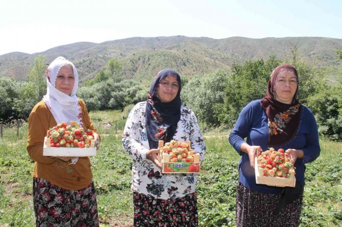 Davul Klarnet Eşliğinde Çilek Hasadı Başladı