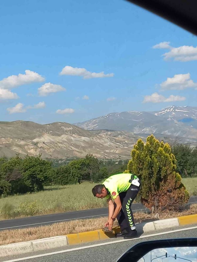 Trafik Polisinden Kaplumbağaya Yardım Eli