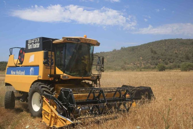 Karaova’da Karakılçık Buğdayı Hasadı Yapıldı