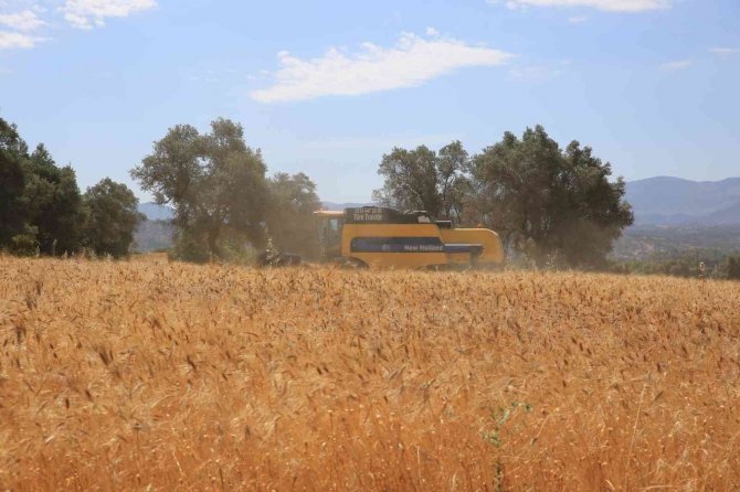 Karaova’da Karakılçık Buğdayı Hasadı Yapıldı